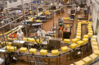 Od zaraz praca Niemcy na linii produkcyjnej w fabryce serów Norymberga