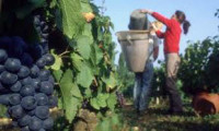 Winobranie-sezonowa praca Niemcy bez języka przy zbiorach winogron Fellbach