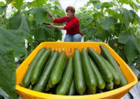 Sezonowa praca Niemcy zbiory warzyw w szklarni od zaraz dla studentów Cottbus