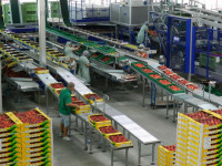 Dortmund praca Niemcy od zaraz pakowanie warzyw i owoców bez języka w przetwórni