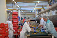 Produkcja cukiernicza oferta pracy w Niemczech bez znajomości języka Berlin pilne!
