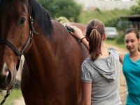 Oferta fizycznej pracy w Niemczech przy koniach w Frechen
