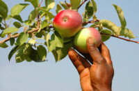 Sezonowa praca w Niemczech od sierpnia 2015 zbiory jabłek w sadzie Rostock