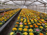 Ogrodnictwo-sezonowa praca w Niemczech przy kwiatach w szklarni od zaraz Lipsk
