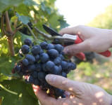 Od sierpnia 2015 praca sezonowa w Niemczech zbiory winogron-winobranie
