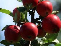 Sezonowa praca w Niemczech przy zbiorach jabłek Zgorzelec od zaraz 2015