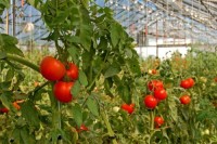 Od zaraz Niemcy praca sezonowa przy zbiorach pomidorów w szklarni Fürstenwalde