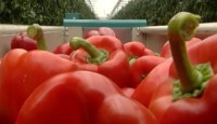 Sezonowa praca Niemcy bez języka przy zbiorach warzyw w szklarni Oranienburg