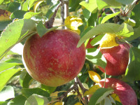 Dam sezonową pracę w Niemczech przy zbiorze jabłek i gruszek Osnabrück