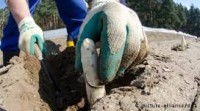 Niemcy praca sezonowa przy zbiorach szparagów od marca 2017 bez języka