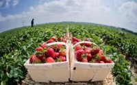 Oferta sezonowej pracy w Niemczech zbiory owoców i warzyw Visbek 2017