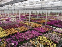 Sezonowa praca Niemcy bez języka w ogrodnictwie Straelen przy kwiatach 2017