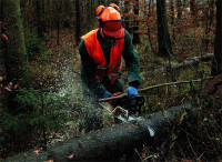 Leśnictwo dam sezonową pracę w Niemczech dla pilarza-drwala w Leimen