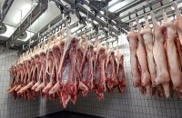Rzeźnik-Wykrawacz Niemcy praca na produkcji mięsa bez języka w Herzebrock-Clarholz