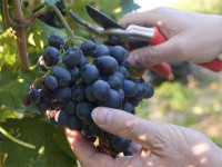 Bez znajomości języka sezonowa praca Niemcy przy zbiorze winogron od zaraz Kröv