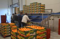 Praca w Niemczech bez języka pakowanie owoców egzotycznych od zaraz Augsburg