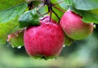 Sezonowa praca Niemcy od zaraz przy zbiorze jabłek w sadzie Görlitz 2018