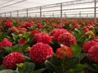 Sezonowa praca w Niemczech bez języka w ogrodnictwie przy kwiatach od zaraz Nadrenia Północna-Westfalia