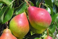 Od zaraz sezonowa praca Niemcy bez języka przy zbiorach jabłek, gruszek Cottbus