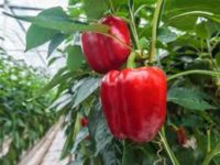 Od marca 2019 sezonowa praca w Niemczech zbiory papryki i pomidorów w szklarni Torgau