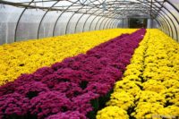 Praca w Niemczech od zaraz przy kwiatach w ogrodnictwie bez języka Krefeld 2020