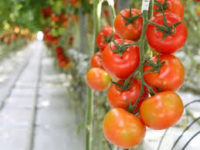 Sezonowa praca Niemcy w ogrodnictwie bez języka przy kwiatach, pomidorach od zaraz Emsbüren
