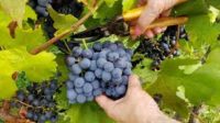 Sezonowa praca w Niemczech bez języka 2020 przy zbiorach winogron od zaraz Walldorf