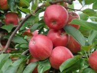 Bez języka sezonowa praca Niemcy od zaraz przy zbiorach jabłek 2020 w Hamburgu