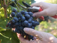 Od zaraz oferta sezonowej pracy w Niemczech bez języka zbiory winogron 2020 Walldorf