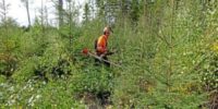 Sezonowa praca w Niemczech bez języka od zaraz w leśnictwie dla pilarza przy ścinaniu drzew