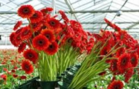 Od zaraz sezonowa praca Niemcy w ogrodnictwie bez języka przy kwiatach 2020 Westfalia