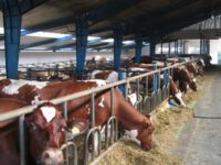 Rolnictwo sezonowa praca w Niemczech na farmie krów, Matzlow-Gar­witz
