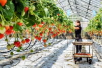 Niemcy praca sezonowa dla kobiet przy zbiorze truskawek bez języka od zaraz, Viersen