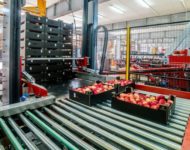 Fizyczna praca Niemcy przy sortowaniu owoców od zaraz bez znajomości języka Hanower 2021