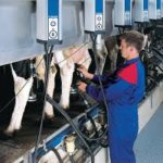 Rolnictwo praca Niemcy bez języka przy udoju krów od zaraz w Wismar