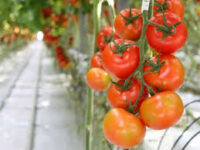 Od zaraz dam sezonową pracę w Niemczech zbiory pomidorów, papryki bez języka Torgau