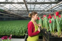 Ogrodnictwo oferta pracy w Niemczech bez języka od zaraz zbiory kwiatów Kempen