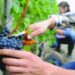 zbiory winogron praca sezonowa zagranica 2023